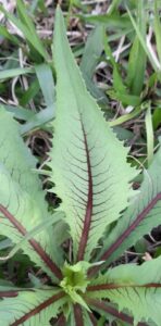How to Propagate Lactuca indica