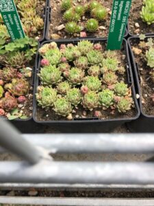 How to Propagate Sempervivum ingwersenii
