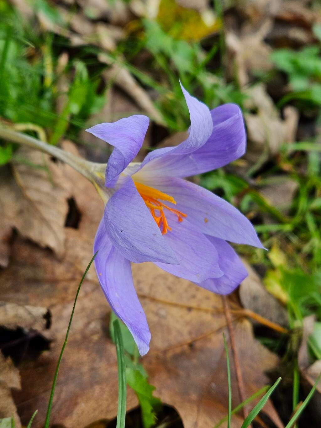 How to propagate How to Propagate Crocus speciosus