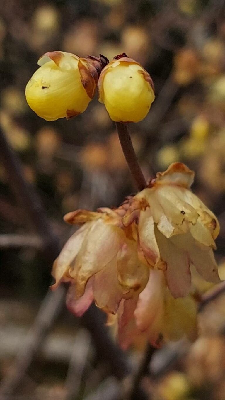 How to Propagate Chimonanthus praecox
