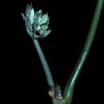 How to Propagate Trevesia burckii