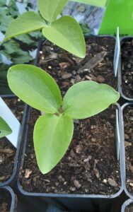 How to Propagate Trillium chloropetalum