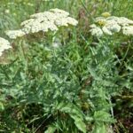 How to Propagate Achillea crithmifolia
