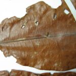 How to Propagate Anthodon decussatum