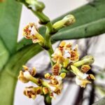 How to Propagate Acampe pachyglossa