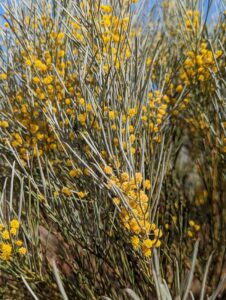 How to Propagate Acacia loderi