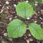 How to Propagate Aria eminens