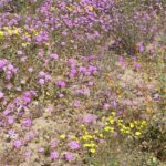 How to Propagate Abronia gracilis