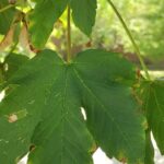 How to Propagate Acer heldreichii