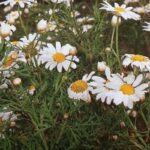 How to Propagate Argyranthemum haouarytheum