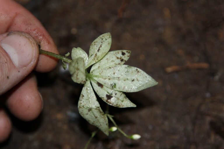 How to Propagate Argostemma pumilum