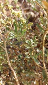 How to Propagate Atriplex semilunaris