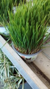 How to Propagate Avena longiglumis