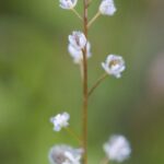 How to Propagate Athysanus pusillus