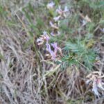 How to Propagate Astragalus arenarius