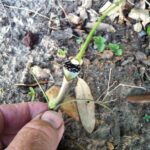 How to Propagate Aristolochia erecta