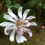 How to Propagate Barnadesia spinosa