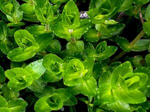 How to Propagate Bacopa caroliniana
