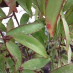 How to Propagate Begonia capillipes