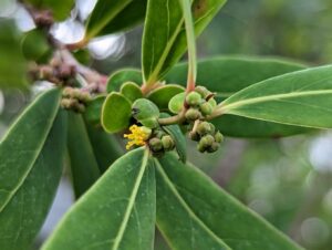 How to Propagate Azara uruguayensis