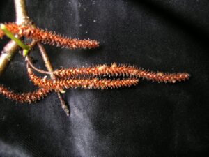 How to Propagate Betula alnoides