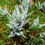 How to Propagate Phylloscirpus deserticola
