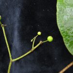 How to Propagate Gamblea ciliata