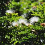 How to Propagate Hydrochorea corymbosa