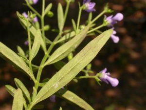 How to Propagate Trichostema setaceum