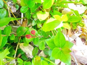 How to Propagate Gaultheria adenothrix