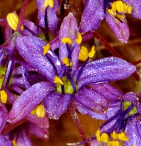 How to Propagate Hooveria purpurea
