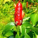 How to Propagate Zingiber zerumbet