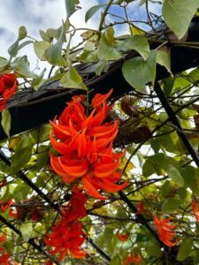 How to Propagate Mucuna warburgii