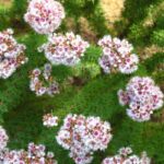 How to Propagate Verticordia plumosa