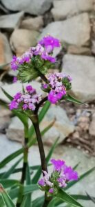How to Propagate Cyanotis speciosa