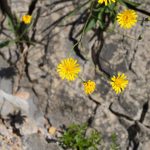 How to Propagate Hieracium glaucum