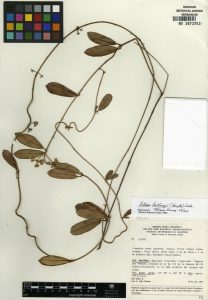 How to Propagate Ditassa buntingii