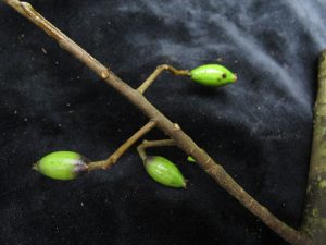 How to Propagate Symplocos ramosissima