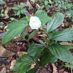 How to Propagate Chamaecostus congestiflorus