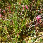 How to Propagate Vaccinium microcarpum