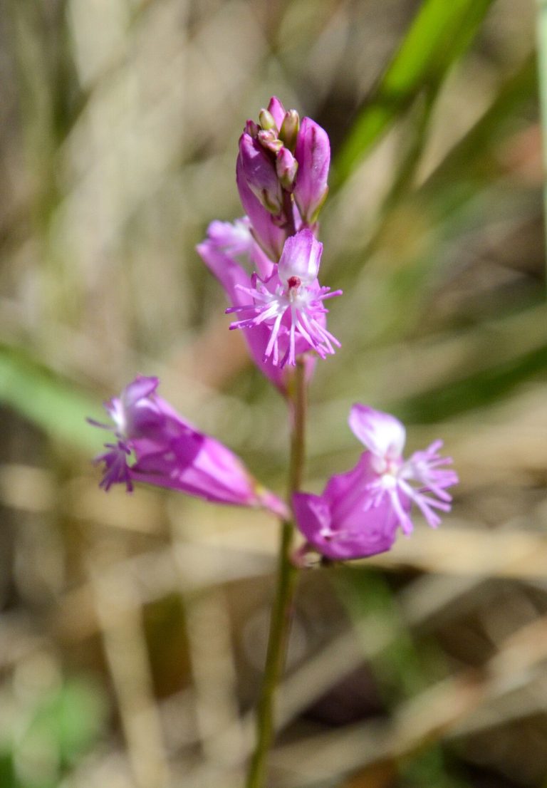 How to Propagate Polygala boissieri