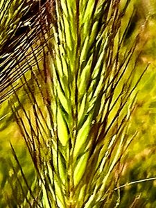 How to Propagate Hordeum brachyantherum