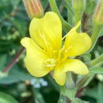How to Propagate Oenothera parviflora