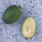 How to Propagate Feijoa sellowiana