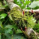 How to Propagate Trisetella triglochin