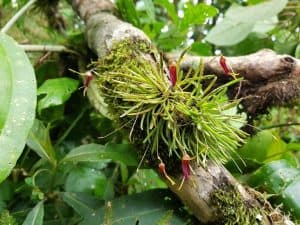 How to Propagate Trisetella triglochin