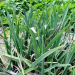 How to Propagate Kniphofia brachystachya