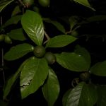 How to Propagate Randia armata