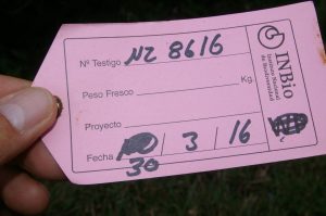 How to Propagate Drymonia stenophylla