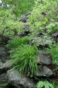 How to Propagate Theropogon pallidus
